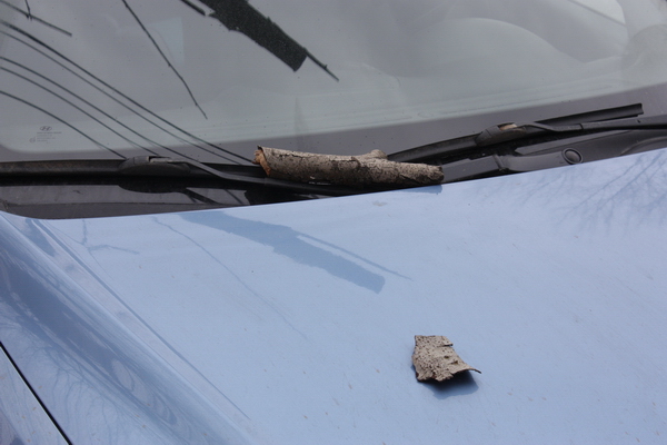 На авто сыктывкарки упало дерево
