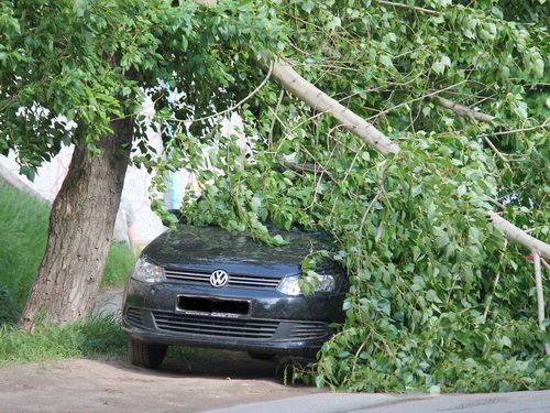 В Сыктывкаре упавший тополь помял крышу авто
