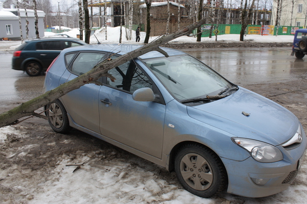 На авто сыктывкарки упало дерево На авто сыктывкарки упало дерево
