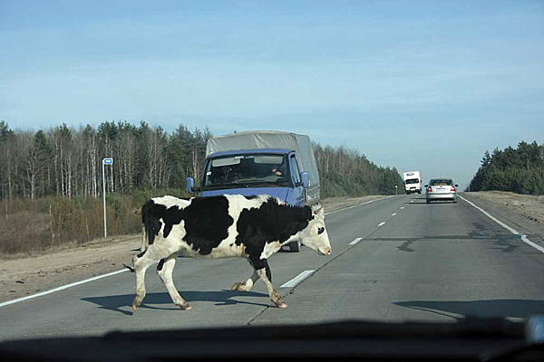 Сыктывкарский автомобилист врезался в корткеросскую корову